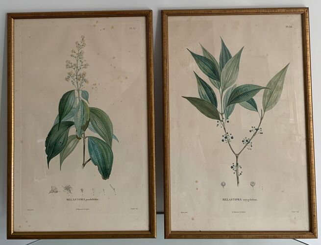 Vintage botanical boards frames