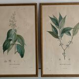 Cadres planches botanique vintage