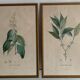 Vintage botanical boards frames
