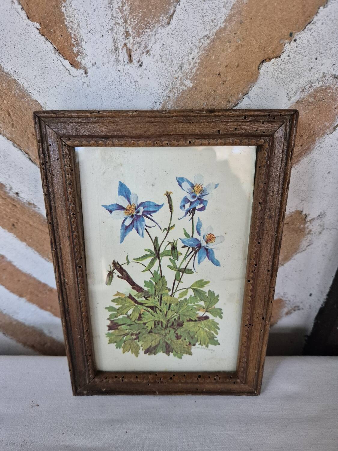 Framed botanical illustration of columbine