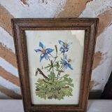 Framed botanical illustration of columbine