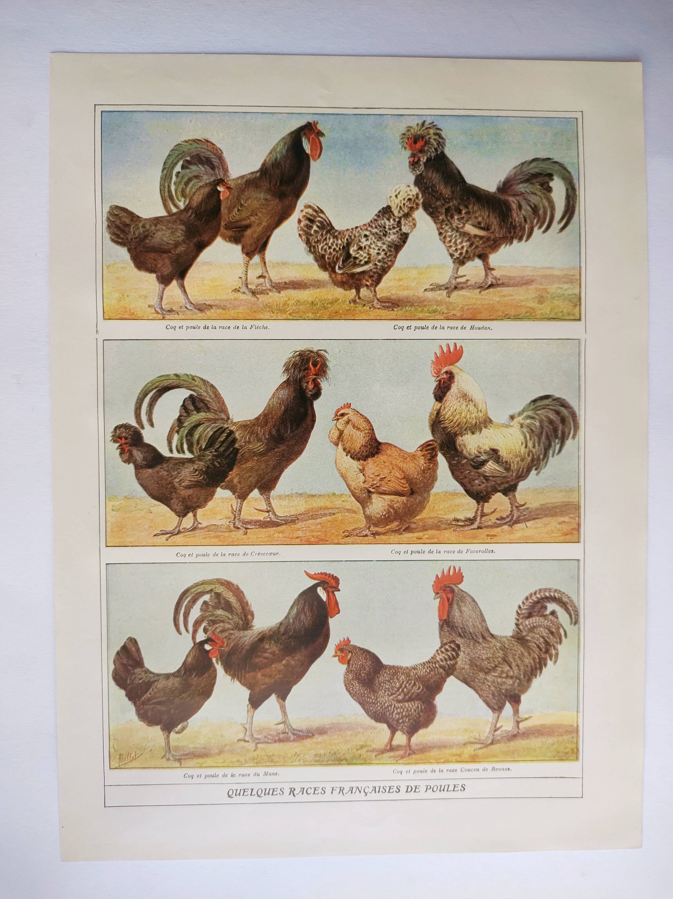 Antique engraving from 1920 - Hens and roosters 1 - Original plate by A. Millot