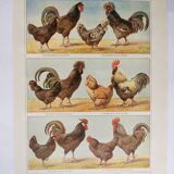Gravure ancienne de 1920 -Poules et coqs 1- Planche originale par A. Millot