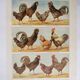 Antique engraving from 1920 - Hens and roosters 1 - Original plate by A. Millot