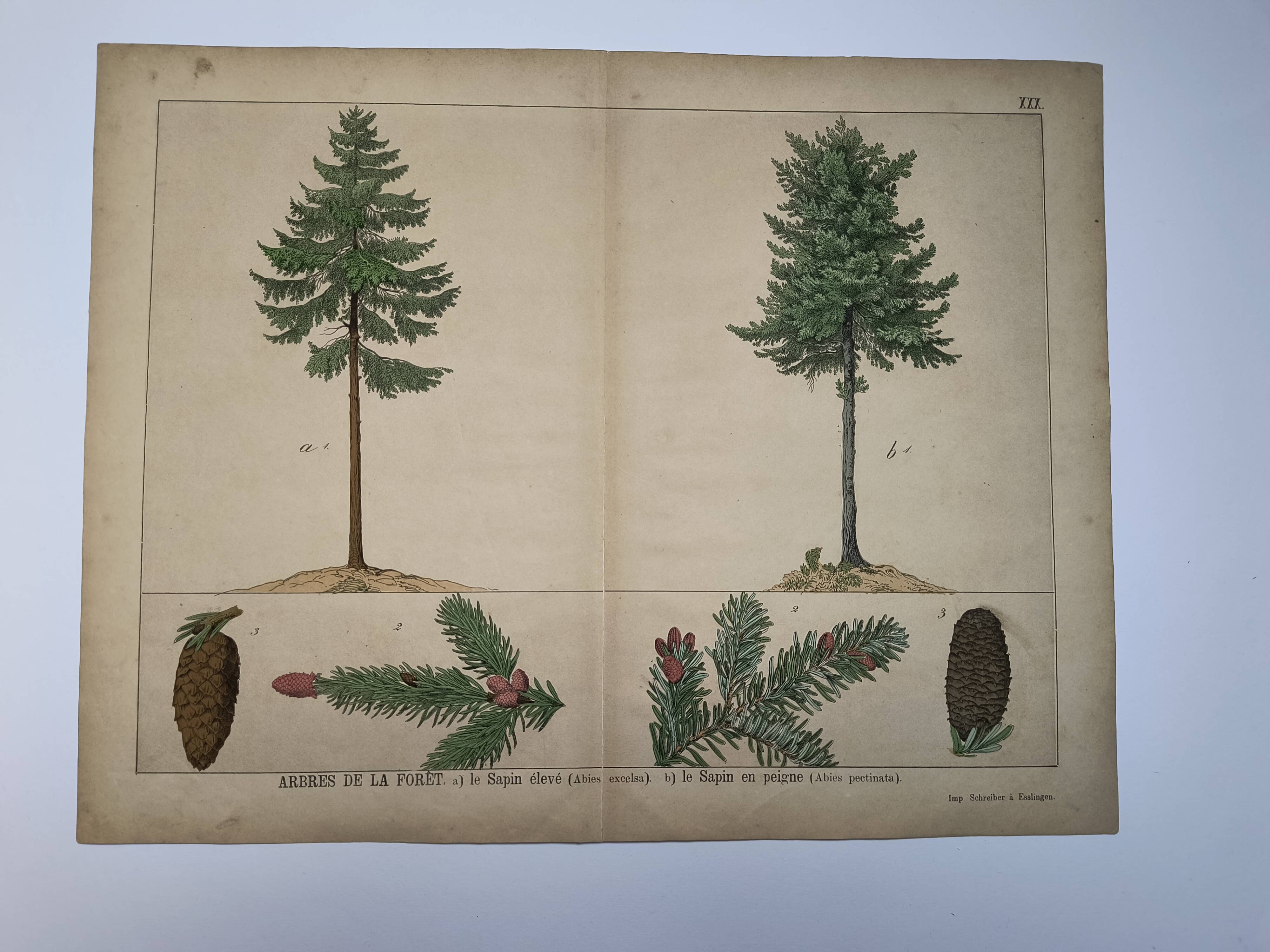 Planche botanique 1870 - Sapins - Gravure ancienne arbre