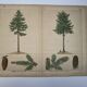 Planche botanique 1870 - Sapins - Gravure ancienne arbre