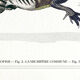 3 chimeras lithograph animal engraving