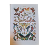 Lithograph on butterflies from 1948