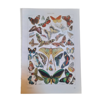 Lithograph on butterflies from 1948