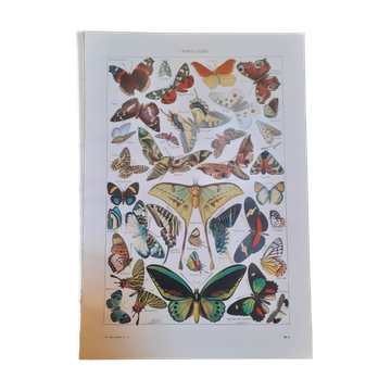 Lithograph on butterflies from 1948