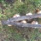 Pair of ramps of 3 spots brass and chrome balls