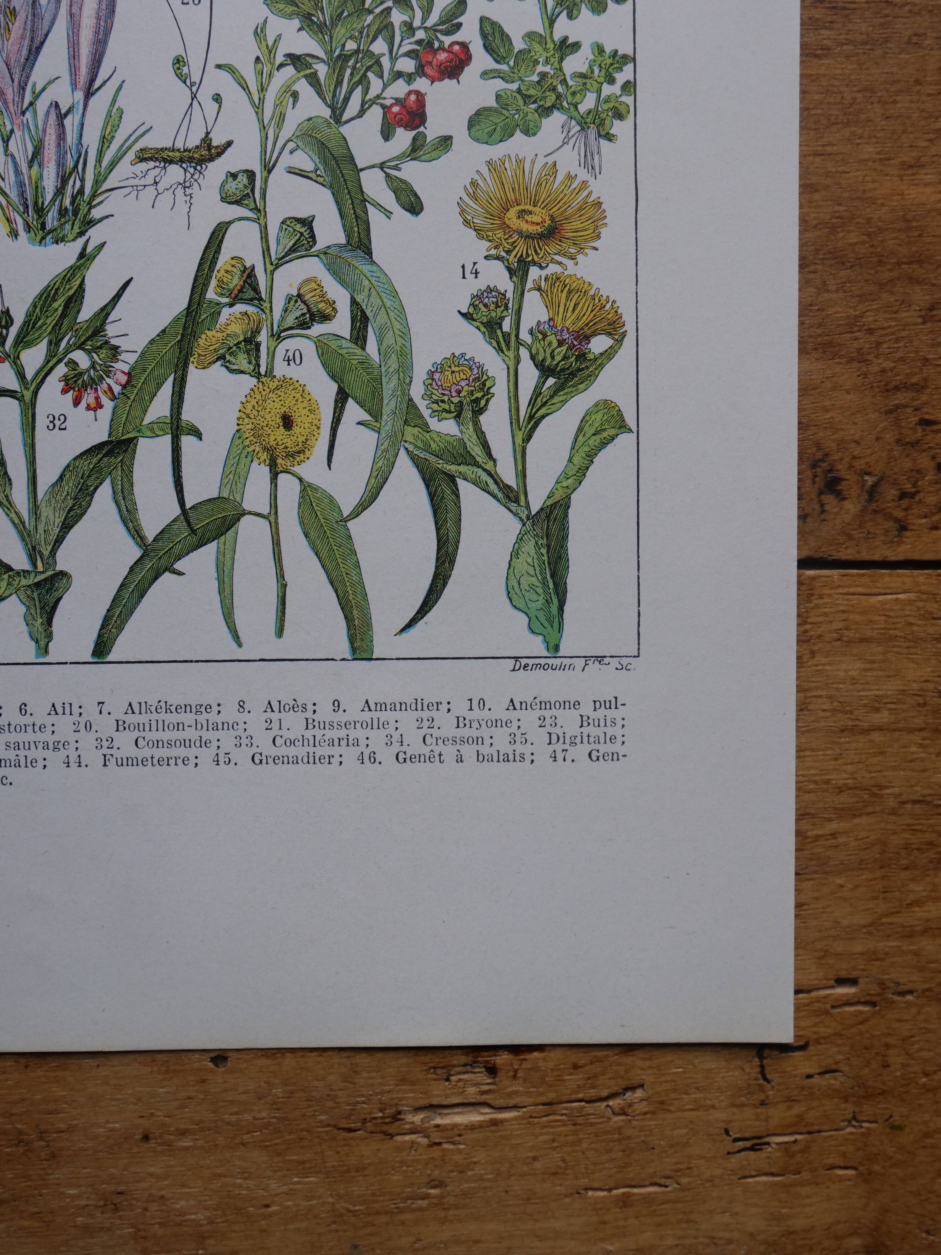 Original lithographs on medicinal plants