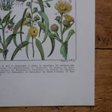 Original lithographs on medicinal plants