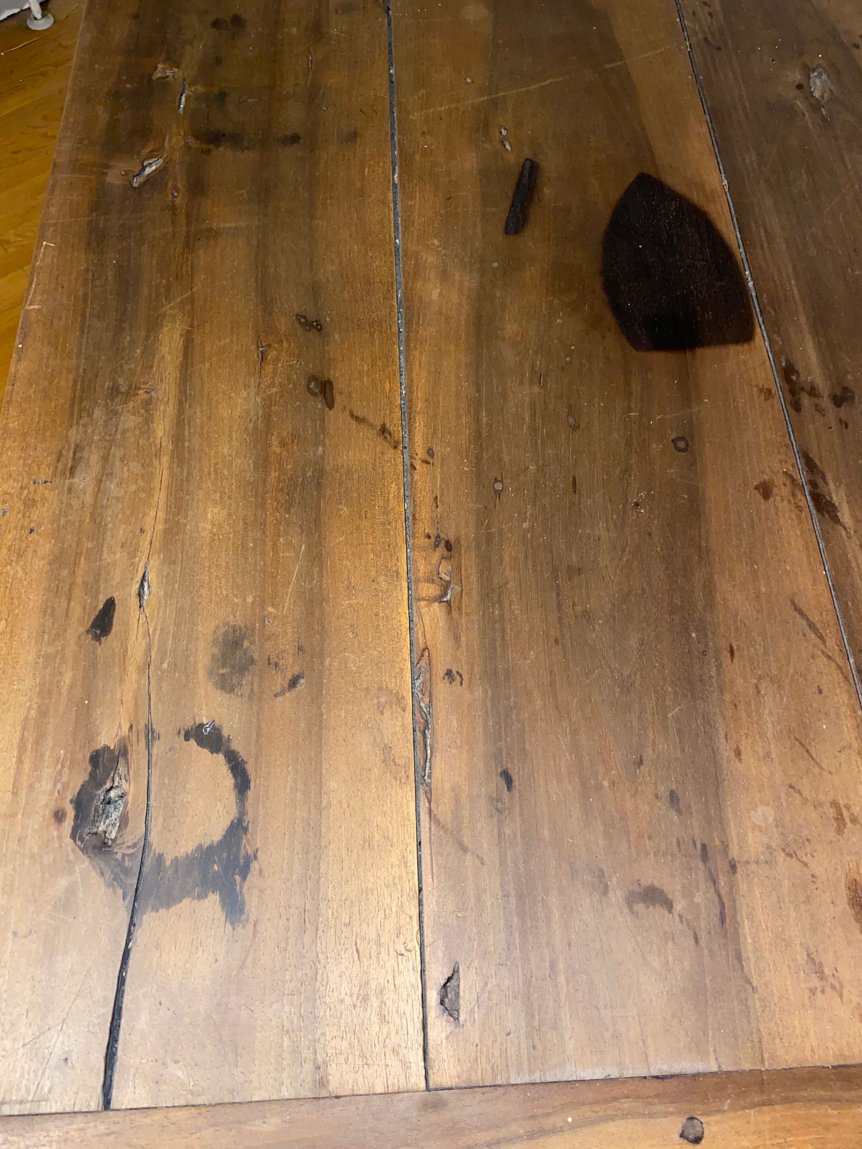 Dolphin table petri dish