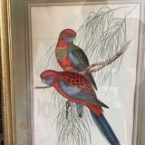 John Gould: Colored engraving of tropical parrots: Platycercus Pennantii