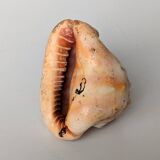 Red Helmet Shell or Bull's Mouth Helmet (Cypraecassis rufa)
