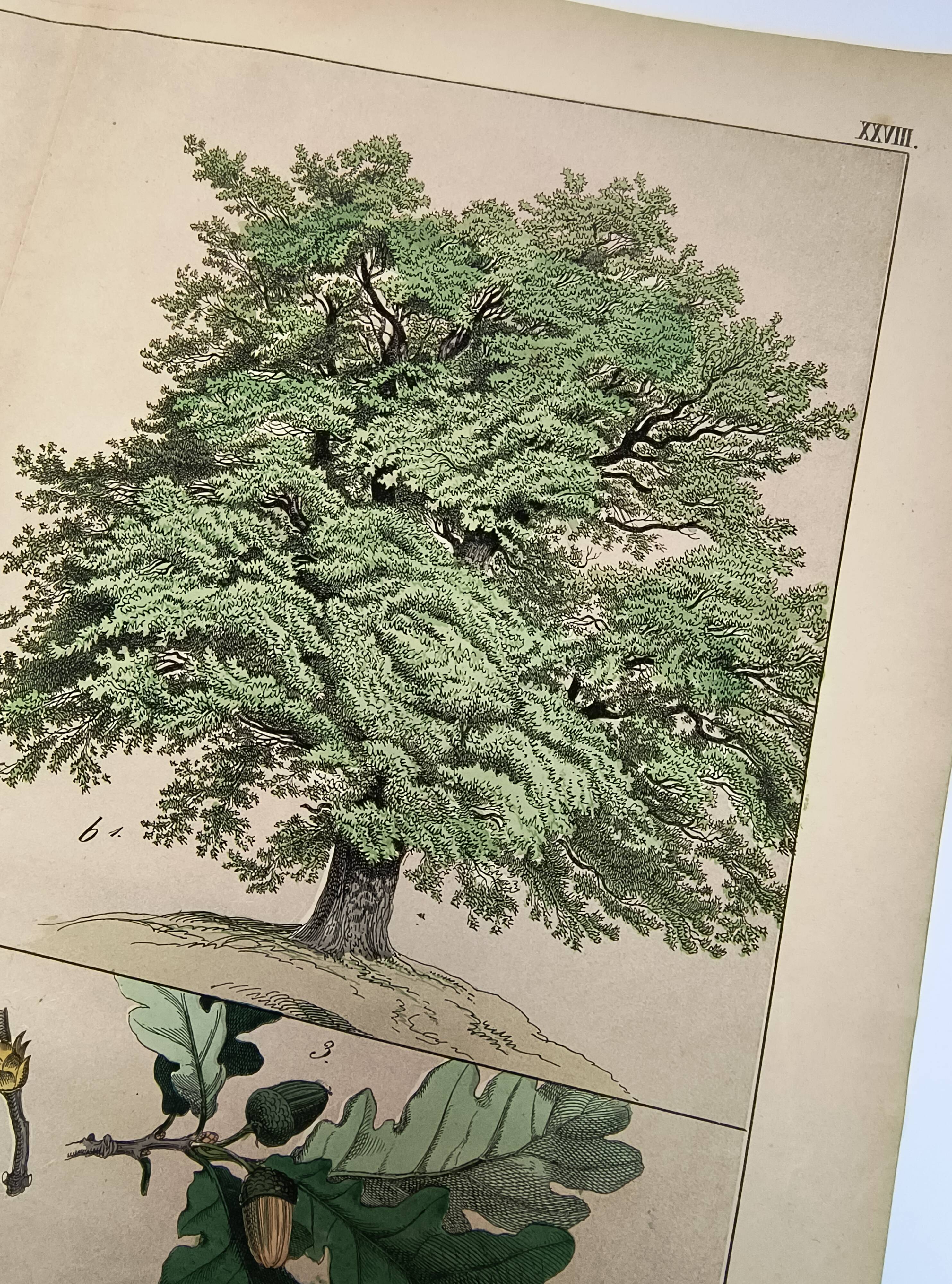 Gravure botanique 1870. Hêtre et Chêne. Planche arbre Vintage