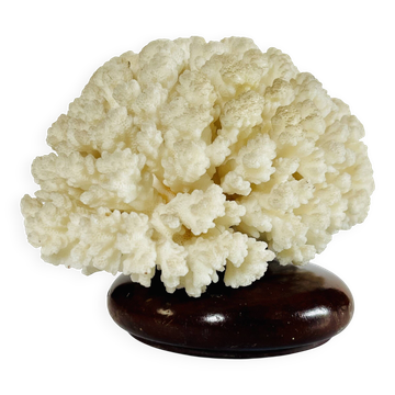 Coral