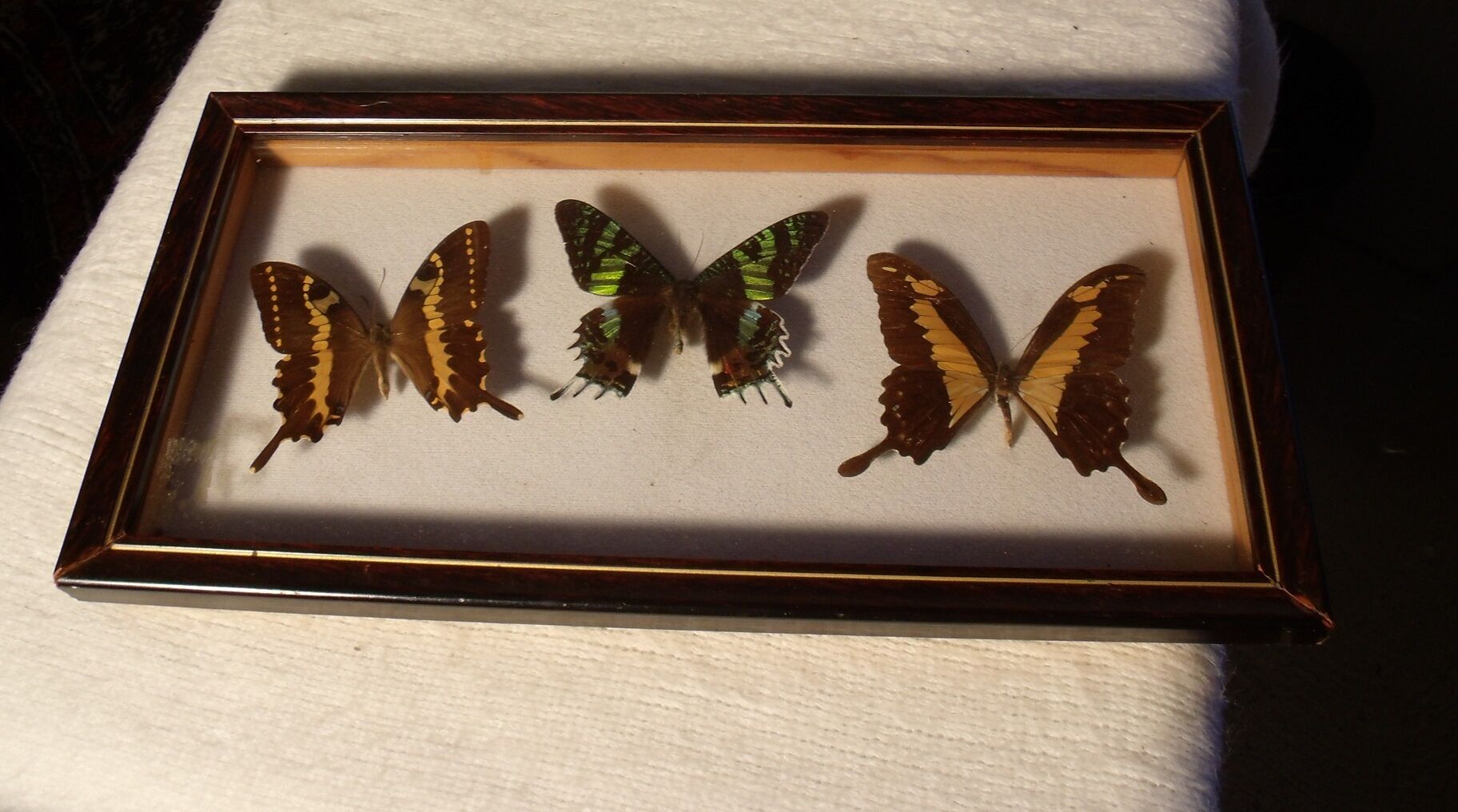 Showcase entomology butterflies with label
