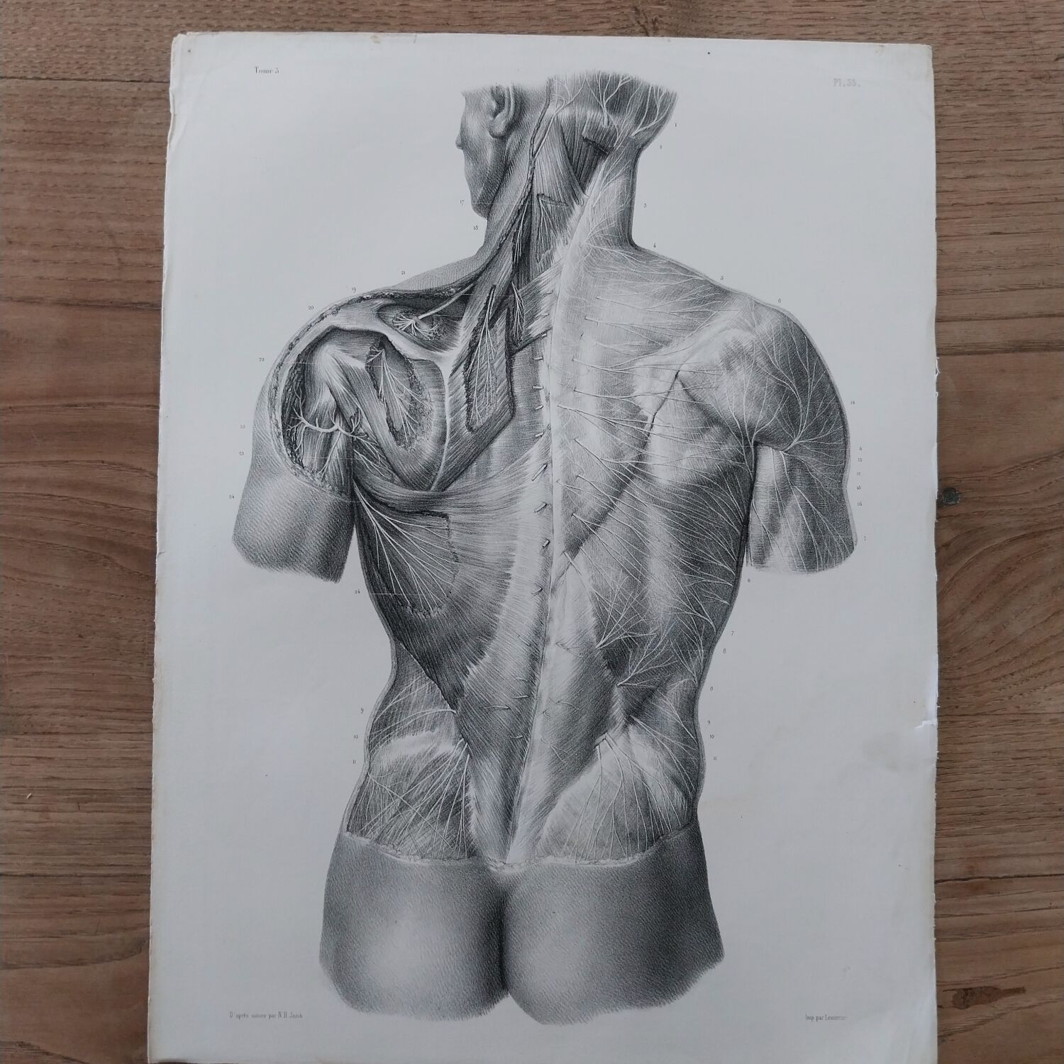 Anatomical chart XIXth