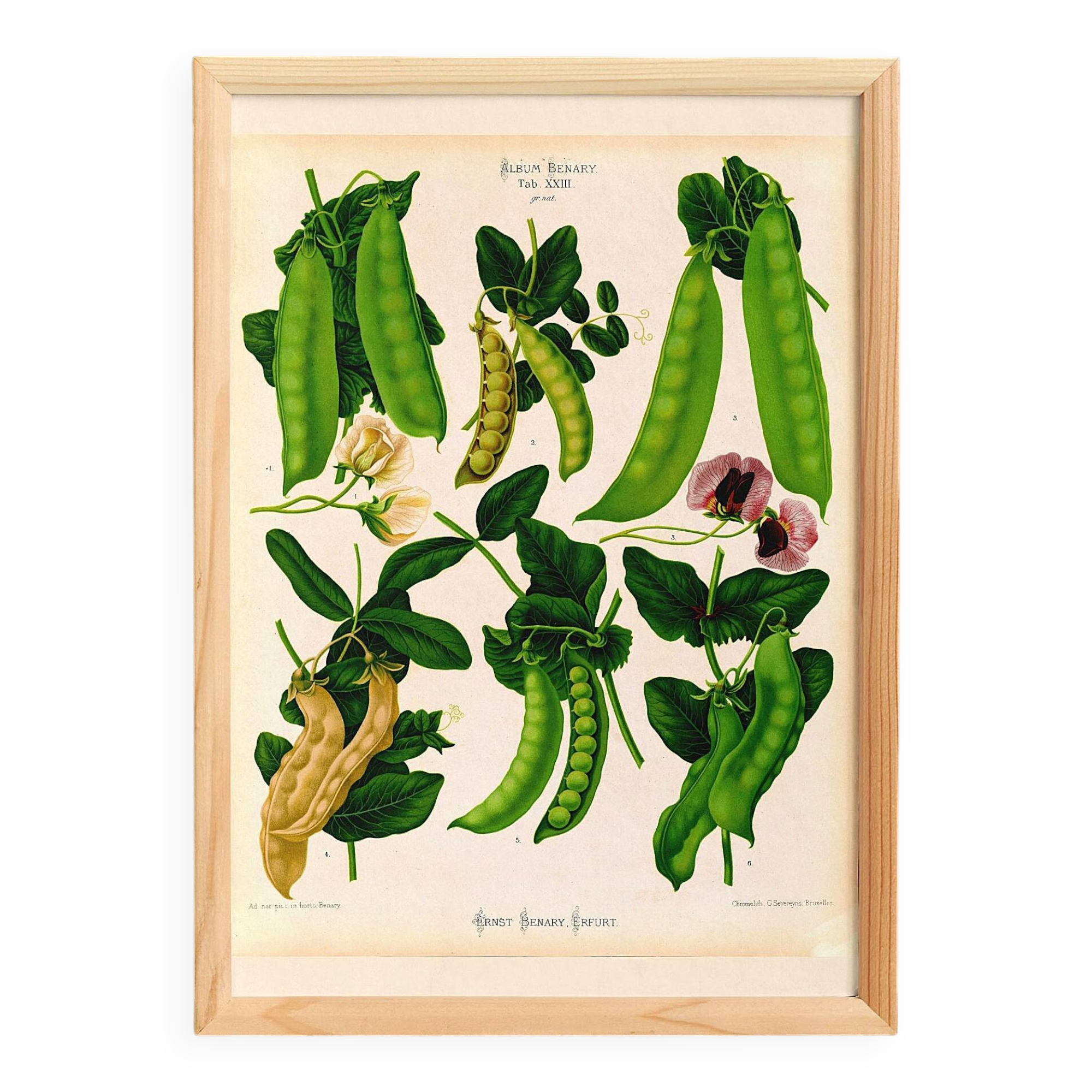 Affiche sur "les pois comestibles à cosses", d’après une gravure de 1886