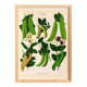 Affiche sur "les pois comestibles à cosses", d’après une gravure de 1886