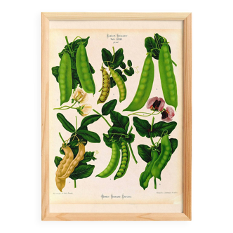 Poster on "edible podded peas", based on an engraving from 1886.
