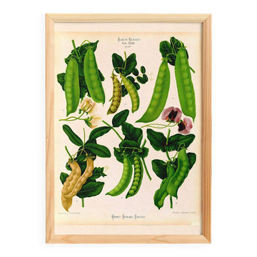 Affiche sur "les pois comestibles à cosses", d’après une gravure de 1886