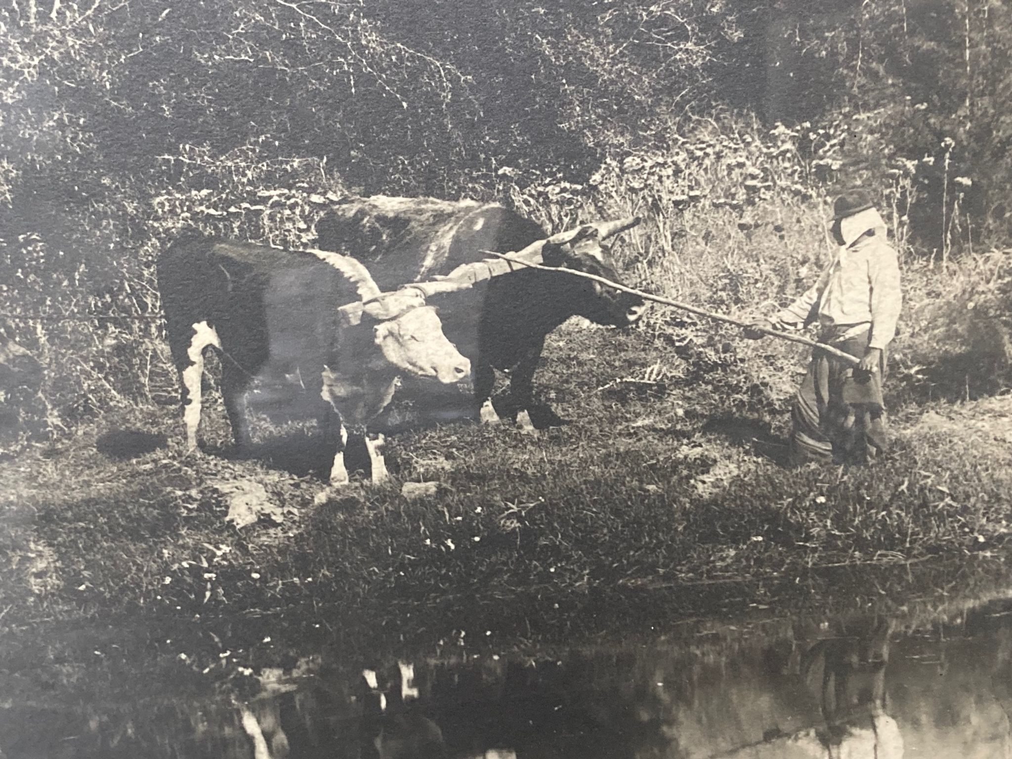 Old photograph of two teams of oxen near a pond