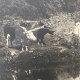 Old photograph of two teams of oxen near a pond
