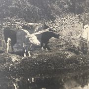 Old photograph of two teams of oxen near a pond