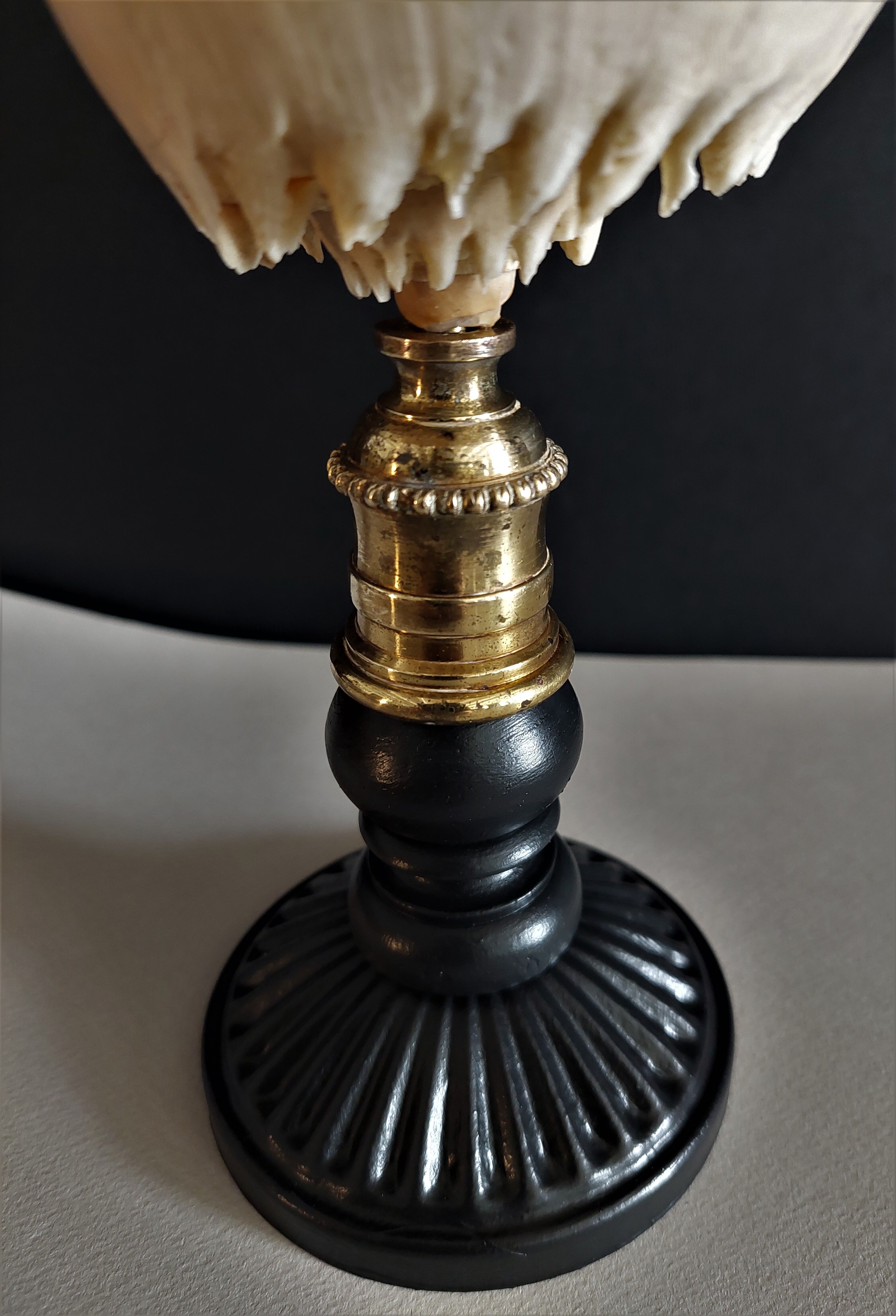 Cabinet of Curiosities shell melo broderipii on base