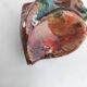 Pepper shell salt shaker oyster mustard pot ceramic fish
