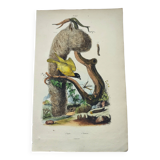 Old engraving from 1838 - Weaver and its nest - Hand-colored plate. zoology and ornithology