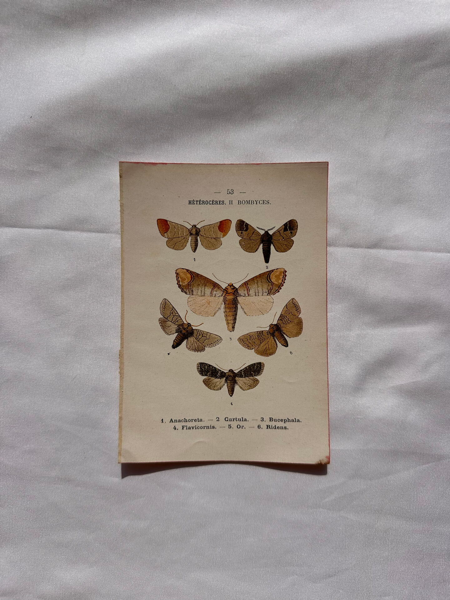 Naturalist engraving Butterfly 19th-century original botanical poster 1800