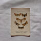Naturalist engraving Butterfly 19th-century original botanical poster 1800