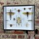 Old entomological insect frame 13 species