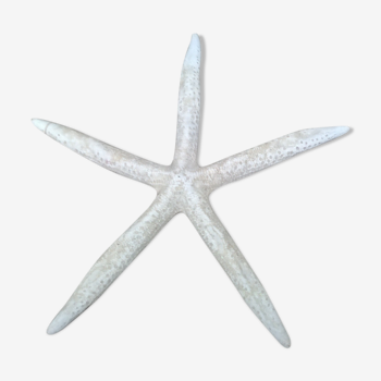 Authentic white starfish