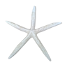 Authentic white starfish