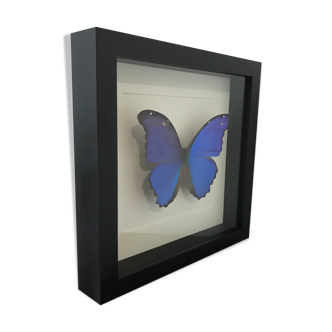 Butterfly Frame - Morpho Didius 25 x 25