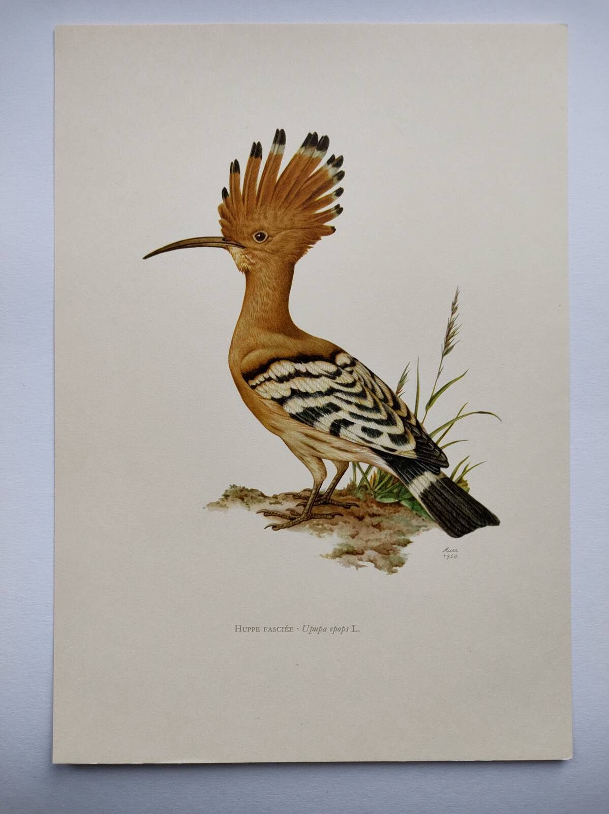 Bird board from the 60s - Hoopoe - Vintage zoological and ornithological illustration