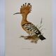 Bird board from the 60s - Hoopoe - Vintage zoological and ornithological illustration