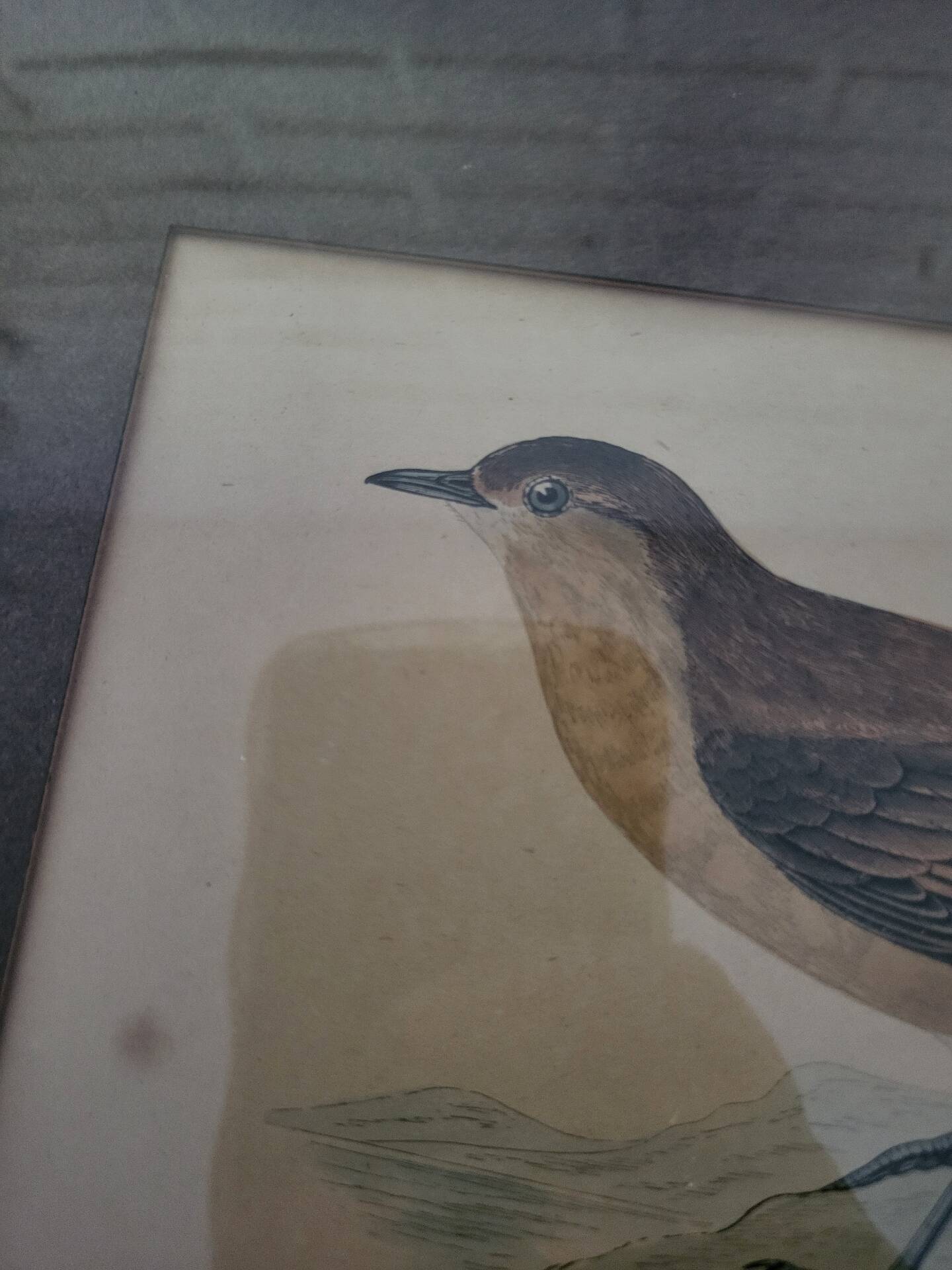 Bitterness birds