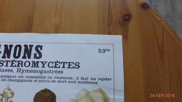 Educational poster DEYROLLE