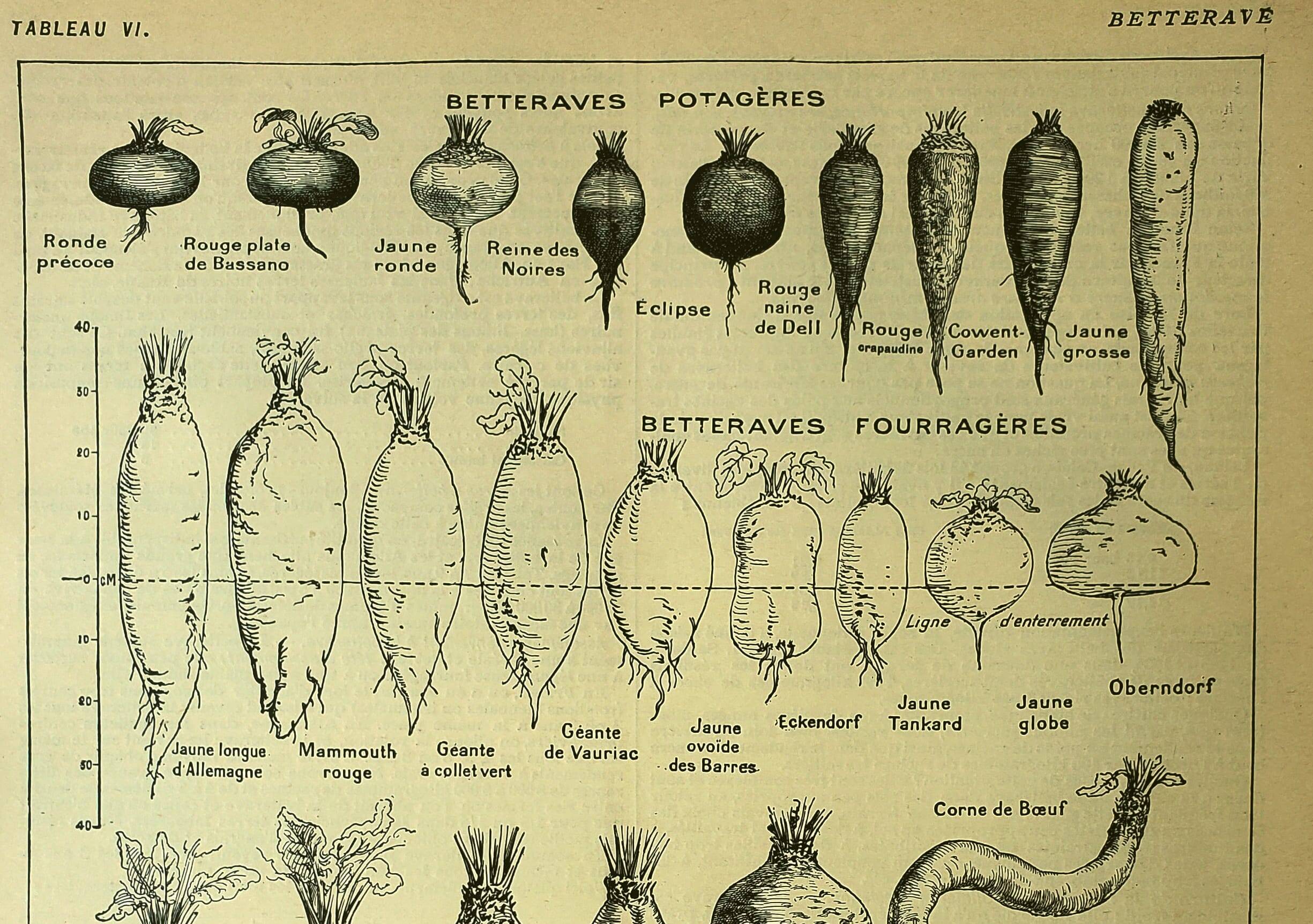 Botanical plate 1921 Dessertenne. Beetroot in the vegetable garden. Vintage engraving