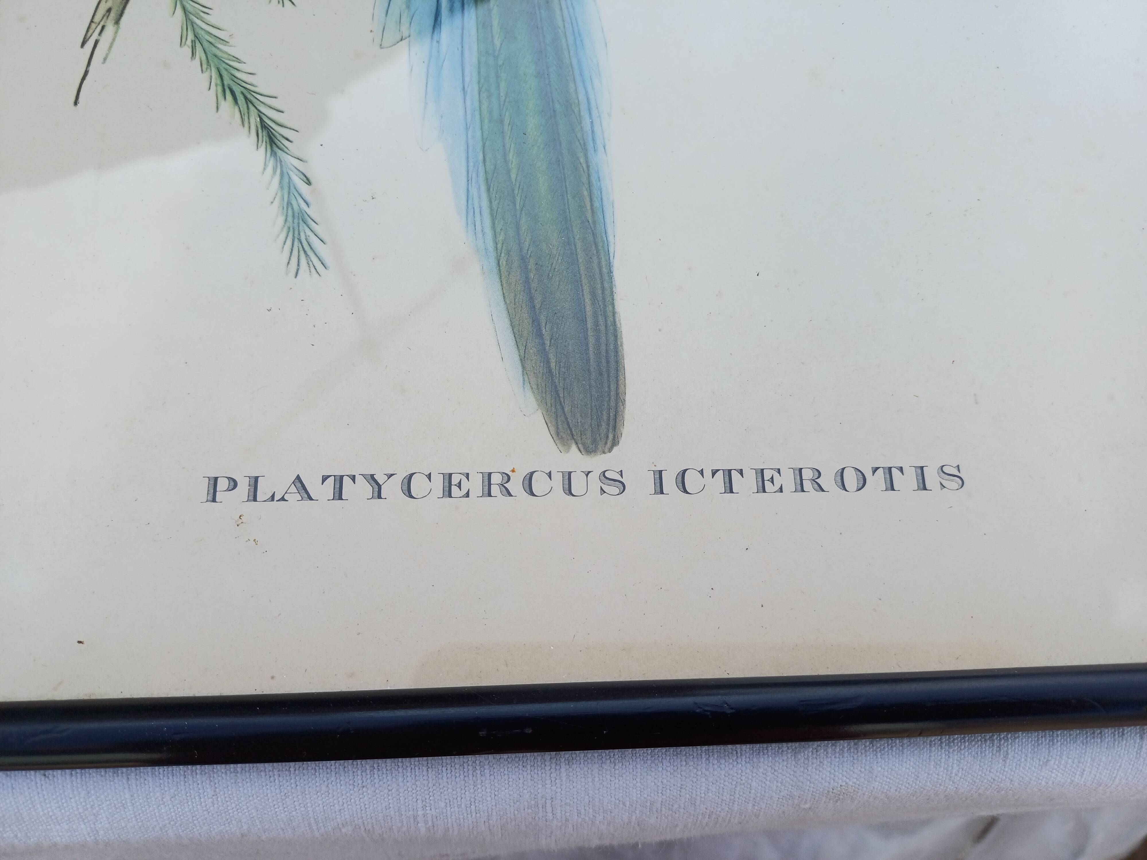 12 Lithographs “Birds of the World”