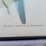 12 Lithographs “Birds of the World”