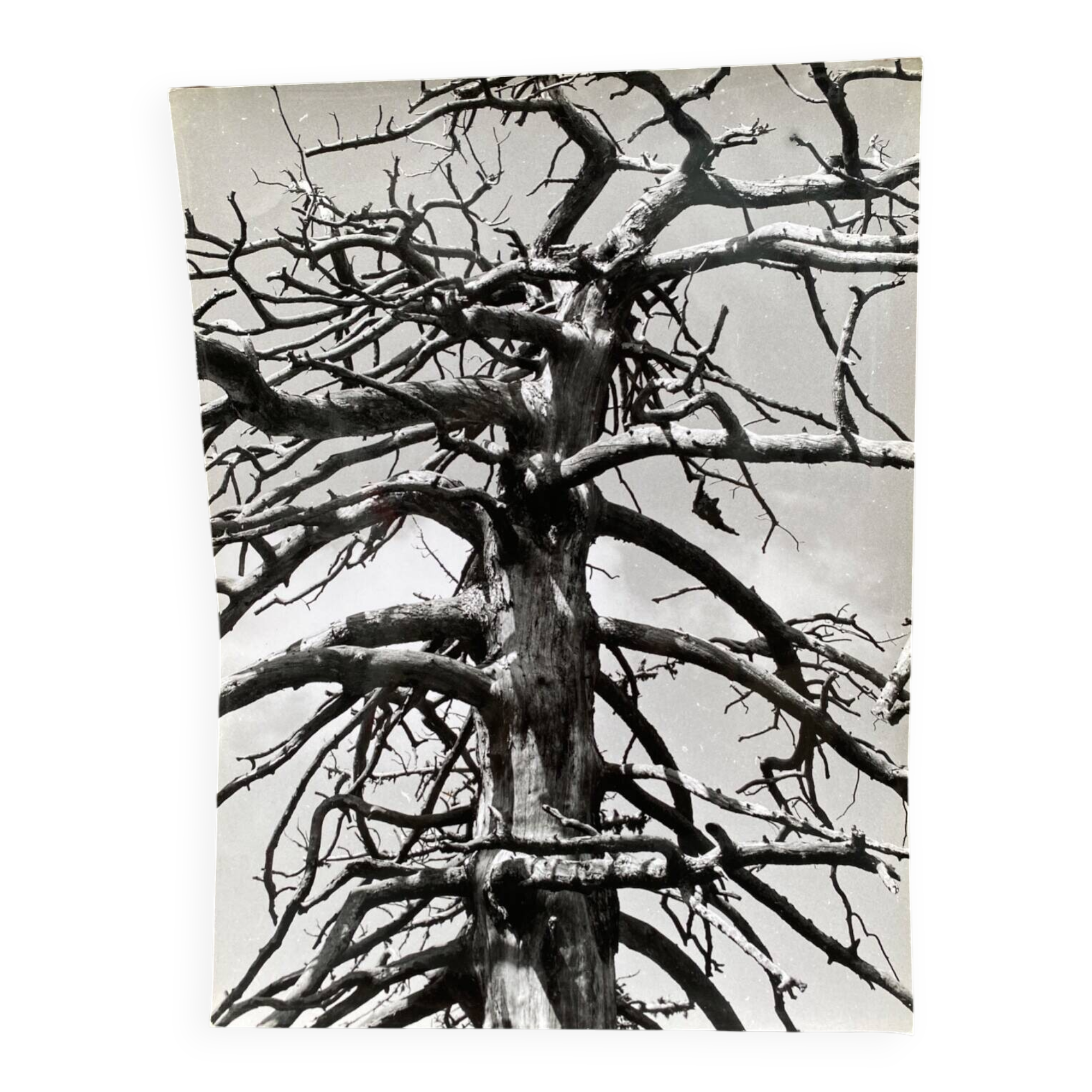 Photo argentique Bernard Darot Graminées Fleurs XXe