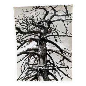 Silver gelatin photograph by Bernard Darot, Grasses and Flowers, 20th century