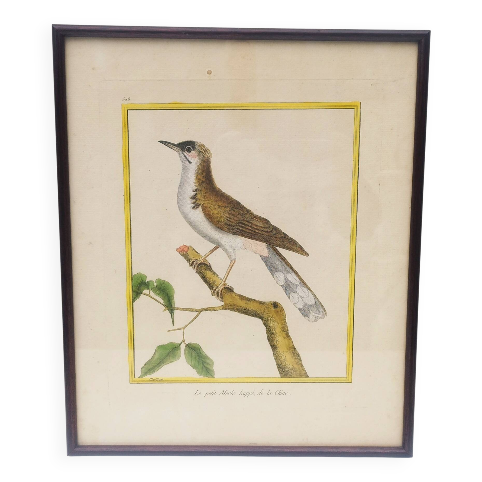 Engraving painting crested blackbird bird 18th century, F. Martinet